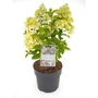 Kép 2/2 - Hydrangea paniculata 'Hercules' / Bugás hortenzia