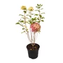 Kép 2/2 - Hydrangea paniculata 'Limelight' / Bugás hortenzia