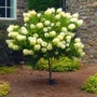 Kép 2/3 - Hydrangea paniculata 'Limelight' fa / Bugás hortenzia fa (féltörzses)