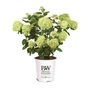 Kép 1/2 - Hydrangea paniculata 'Little Lime' / Bugás hortenzia