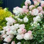 Kép 1/2 - Hydrangea paniculata 'Phantom' / Bugás hortenzia