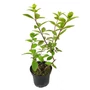 Kép 1/2 - Hydrangea paniculata 'Ruby' / Bugás hortenzia