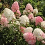 Kép 2/2 - Hydrangea paniculata 'Sundae Fraise' / Bugás hortenzia