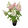 Kép 1/2 - Hydrangea paniculata 'Vanille Fraise' / Bugás hortenzia
