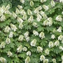 Kép 2/2 - Hydrangea quercifolia 'Snow Queen' / Tölgylevelű hortenzia