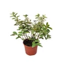 Kép 1/2 - Hypericum calycinum / Örökzöld orbáncfű