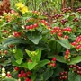 Kép 2/2 - Hypericum 'Miracle Grandeur' / Orbáncfű