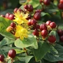 Kép 2/2 - Hypericum 'Miracle Marvel' / Orbáncfű