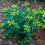 Kép 2/2 - Hypericum 'Miracle Pistache' / Orbáncfű
