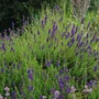 Kép 2/2 - Hyssopus officinalis 'Blue' / Kerti izsóp