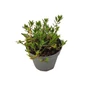 Kép 1/2 - Hyssopus officinalis / Kerti izsóp