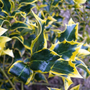 Kép 2/2 - Ilex aquifolium 'Aurea Marginata' / Tarka levelű magyal