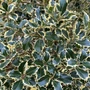 Kép 2/3 - Ilex aquifolium 'Aureomarginata' / Tarkalevelű magyal