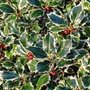Kép 3/3 - Ilex aquifolium 'Aureomarginata' / Tarkalevelű magyal