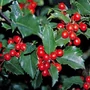 Kép 2/2 - Ilex meserveae 'Blue Angel' / Kék magyal