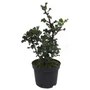 Kép 1/2 - Ilex meserveae 'Blue Angel' / Kék magyal