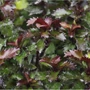Kép 2/2 - Ilex meserveae 'Little Rascal' / Törpe magyal