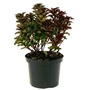 Kép 1/2 - Ilex meserveae 'Little Rascal' / Törpe magyal