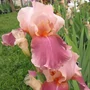 Kép 2/2 - Iris 'Carnaby' / Szakállas nőszirom