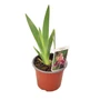 Kép 1/2 - Iris 'Carnaby' / Szakállas nőszirom