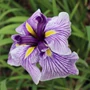 Kép 2/2 - Iris ensata 'Dinner Plate Sundae' / Japán nőszirom