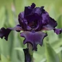 Kép 2/2 - Iris 'Night Owl' / Szakállas nőszirom