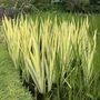 Kép 2/3 - Iris pseudacorus 'Variegata' / Mocsári nőszirom