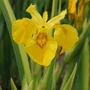 Kép 3/3 - Iris pseudacorus 'Variegata' / Mocsári nőszirom