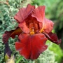 Kép 2/2 - Iris 'Sultan's Palace' / Szakállas nőszirom