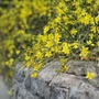 Kép 4/4 - Jasminum nudiflorum / Téli jázmin