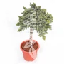 Kép 1/2 - Juniperus communis 'Schlager' / Közönséges boróka (1/4 törzses)