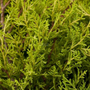 Kép 2/2 - Juniperus media 'Old Gold' / Óarany terülő boróka (1/4 törzses)