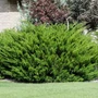 Kép 2/2 - Juniperus x pfitzeriana 'Mint Julep' / Terülő boróka