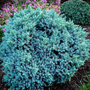 Kép 2/3 - Juniperus squamata 'Blue Star' / Kék terülő himalájai boróka