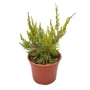 Kép 1/2 - Juniperus x pfitzeriana 'Mint Julep' / Terülő boróka