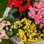 Kép 2/2 - Kalanchoe blossfeldiana / Korallvirág