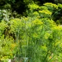 Kép 2/3 - Anethum graveolens / Kapor