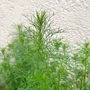 Kép 3/3 - Anethum graveolens / Kapor