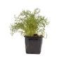 Kép 1/3 - Anethum graveolens / Kapor