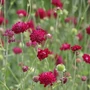 Kép 2/2 - Knautia macedonica / Macedón varfű