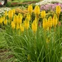 Kép 2/2 - Kniphofia hybrida 'Banana Popsicle' / Fáklyaliliom