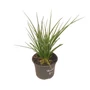 Kép 1/2 - Kniphofia hybrida 'Rocket Junior' / Fáklyaliliom