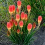Kép 2/2 - Kniphofia hybrida 'Rocket Junior' / Fáklyaliliom