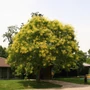 Kép 2/2 - Koelreuteria paniculata  / Bugás csörgőfa