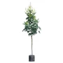 Kép 1/2 - Koelreuteria paniculata 'Fastigiata' / Oszlopos bugás csörgőfa