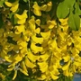 Kép 2/2 - Laburnum anagyroides / Közönséges aranyeső fa