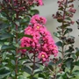 Kép 2/2 - Lagerstroemia indica 'Berry Dazzle' / Rózsaszín virágszínű kínai selyemmirtusz