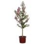Kép 1/2 - Lagerstroemia indica 'Berry Dazzle' / Rózsaszín virágszínű kínai selyemmirtusz