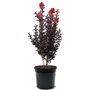 Kép 2/2 - Lagerstroemia 'Best Red' / Piros virágszínű bordó levelű kínai selyemmirtusz