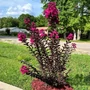 Kép 2/2 - Lagerstroemia 'Black Diamond Mystic Magenta' / Rózsaszín virágszínű bordó levelű kínai selyemmirtusz